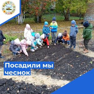 Посадили чеснок "в зиму"